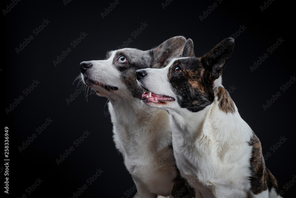 Two beautiful brown and grey corgi dogs posing in studio, isolated on black background Two beautiful brown and grey corgi dogs posing in studio, isolated on black background