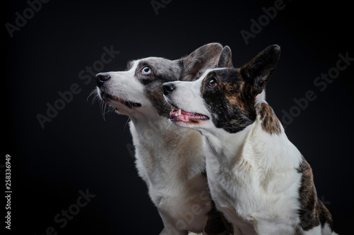 Two beautiful brown and grey corgi dogs posing in studio, isolated on black background