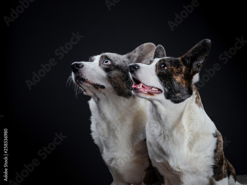 Two beautiful brown and grey corgi dogs posing in studio, isolated on black background