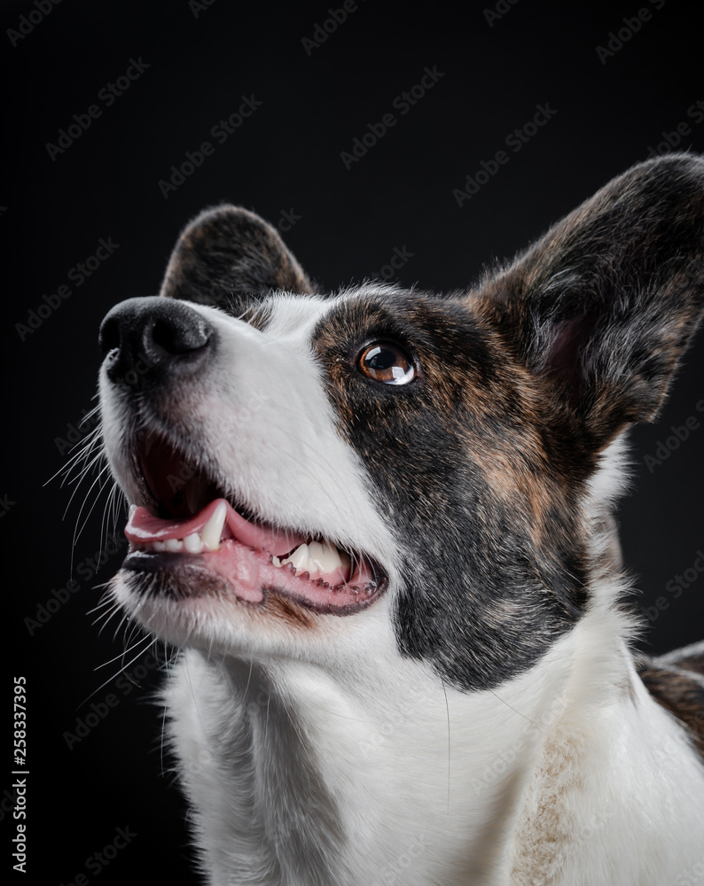 Beautiful brown corgi dog closeup emotional portrait Beautiful brown corgi dog closeup emotional portrait