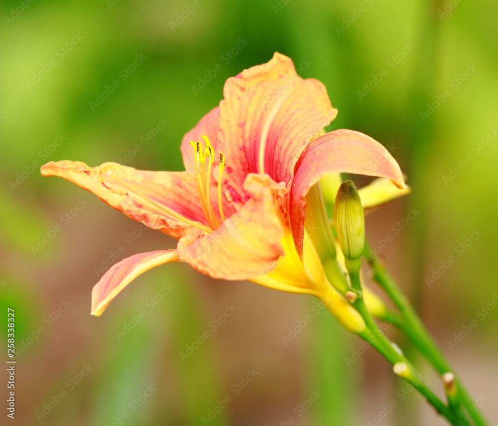 fleur fleur