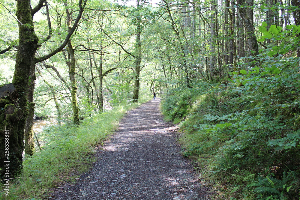 Fototapeta premium Forest Path