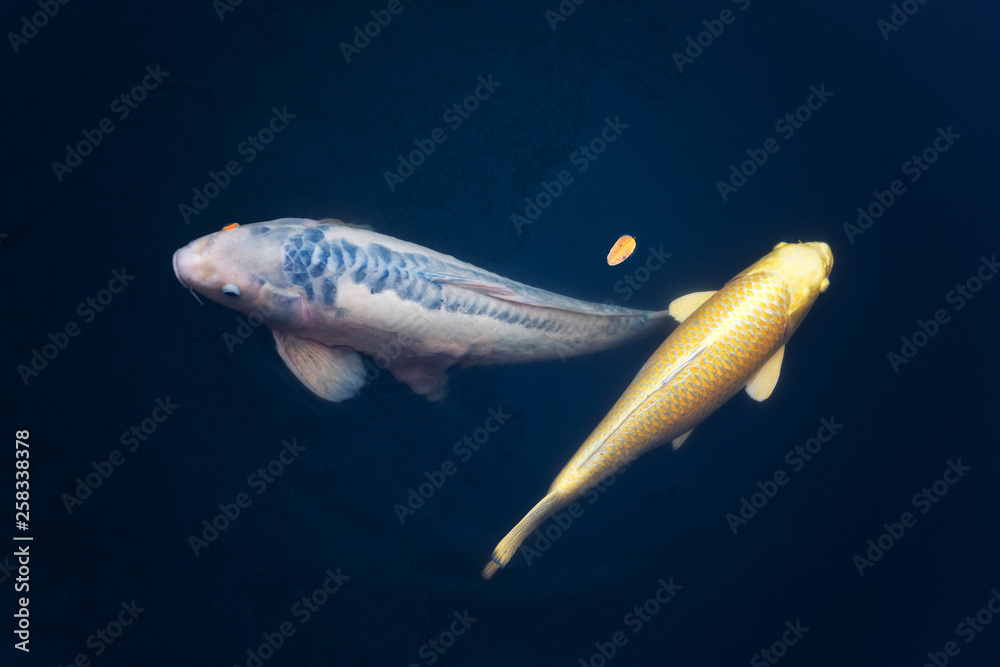 Fototapeta premium Kolorowe fantazyjne karpia, ryba koi