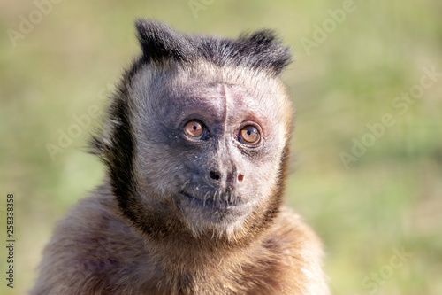 portrait of tufted capuchin