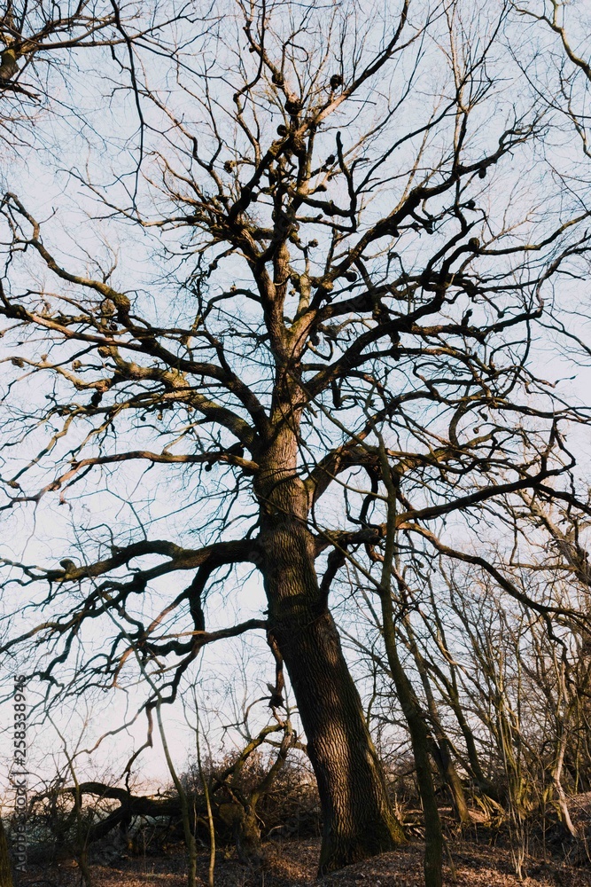 Nature Nature