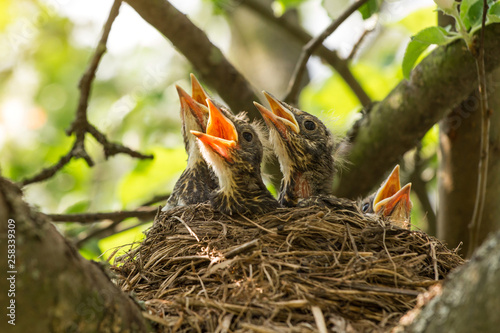 Baby birds in a nest on a tree branch in sunlight close up, macro