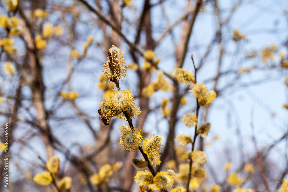 Willow tree, spring bloom. collecting honey. Willow tree, spring bloom. collecting honey.