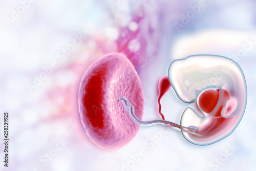 Human fetus on scientific background