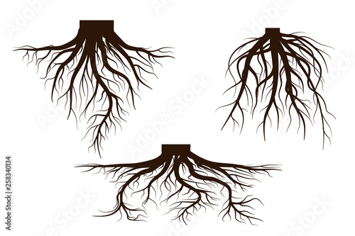 Set of Life tree with roots . Vector illustration icon isolated on white background.