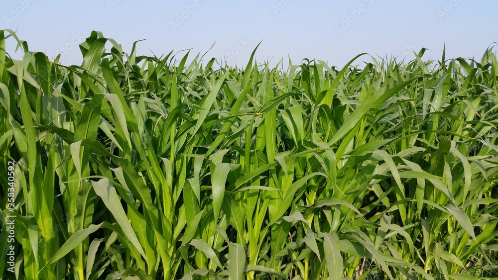 Green Farm Green Farm