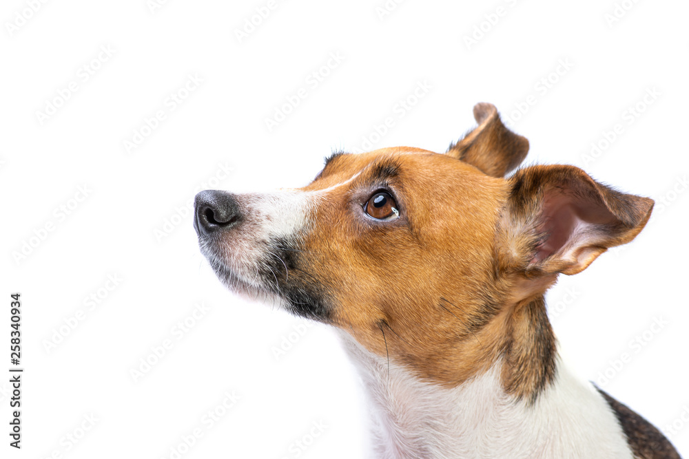 side view Portrait Jack Russell Terrier, standing in front, isolated white background