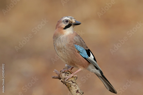 blue jay on a branch