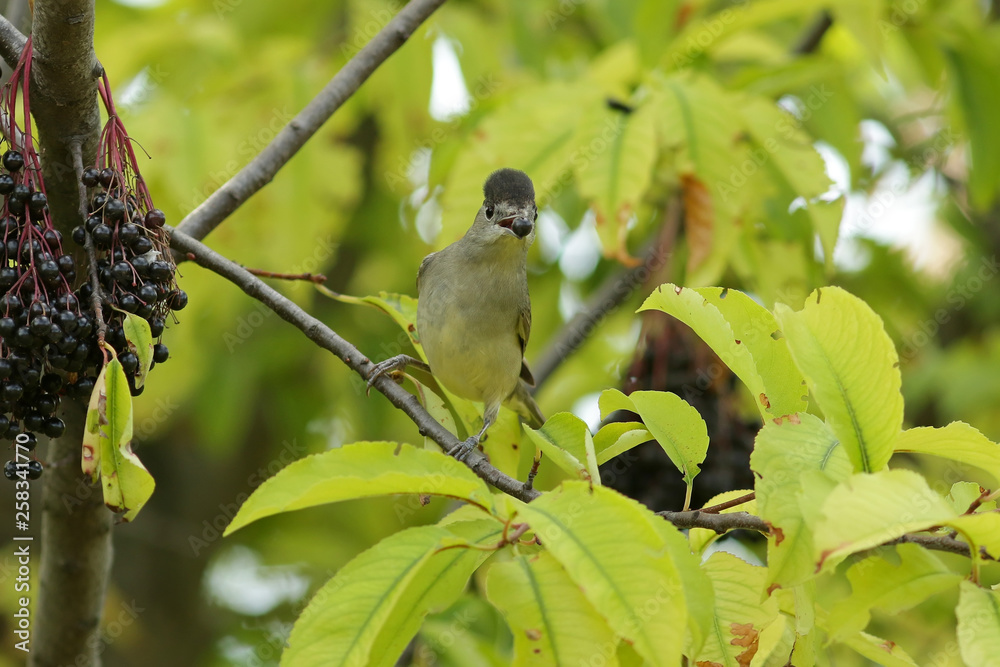 Obraz premium bird on a branch