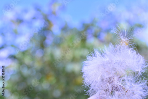 Dandelion  blue sky