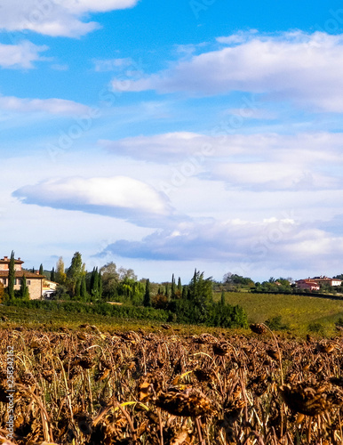 Autumn in Tuscany - Field of dried sunflowers. .