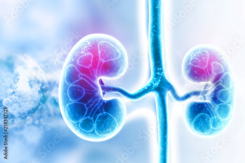 Human kidney on scientific background photo