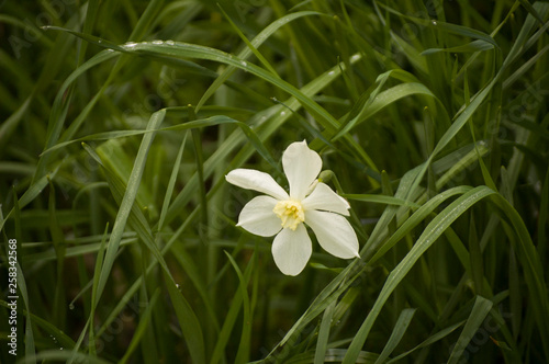 white spring flower