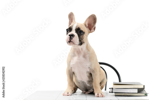 Cute little French bulldog sitting with book on table
