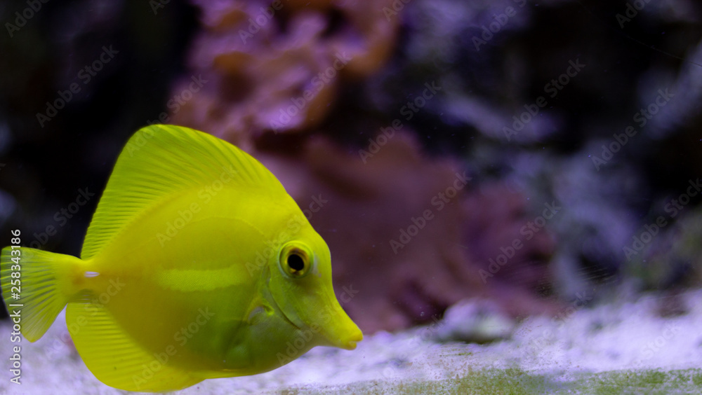 yellow tang yellow tang