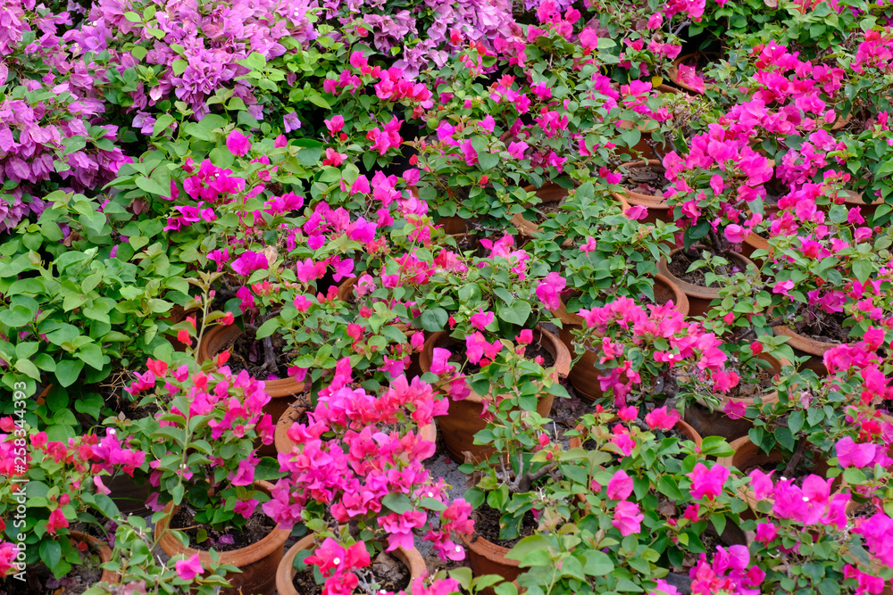 colorful flower in the garden colorful flower in the garden