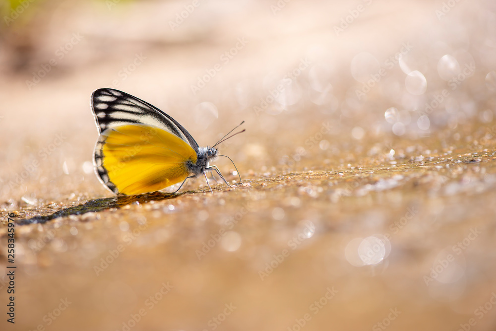 Fototapeta premium Butterfly of Thailand