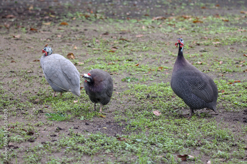 The big guinea fowls are standing in grasslands.