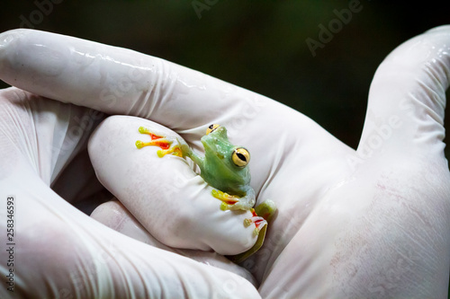 A scientist handles a scarlet-webbed tree frog (Hypsiboas rufitela) during a wildlife survey in Tortuguero National Park, Costa Rica. photo