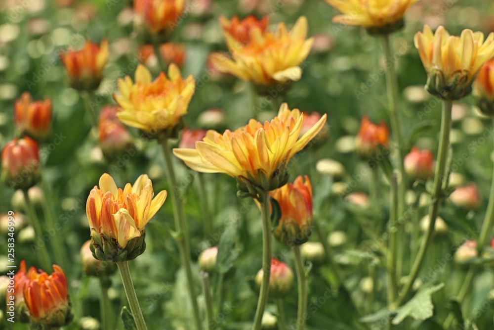 Chrysanthemum flower in tropical