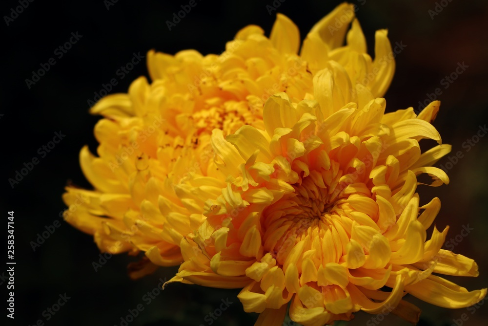 Chrysanthemum flower in tropical Chrysanthemum flower in tropical