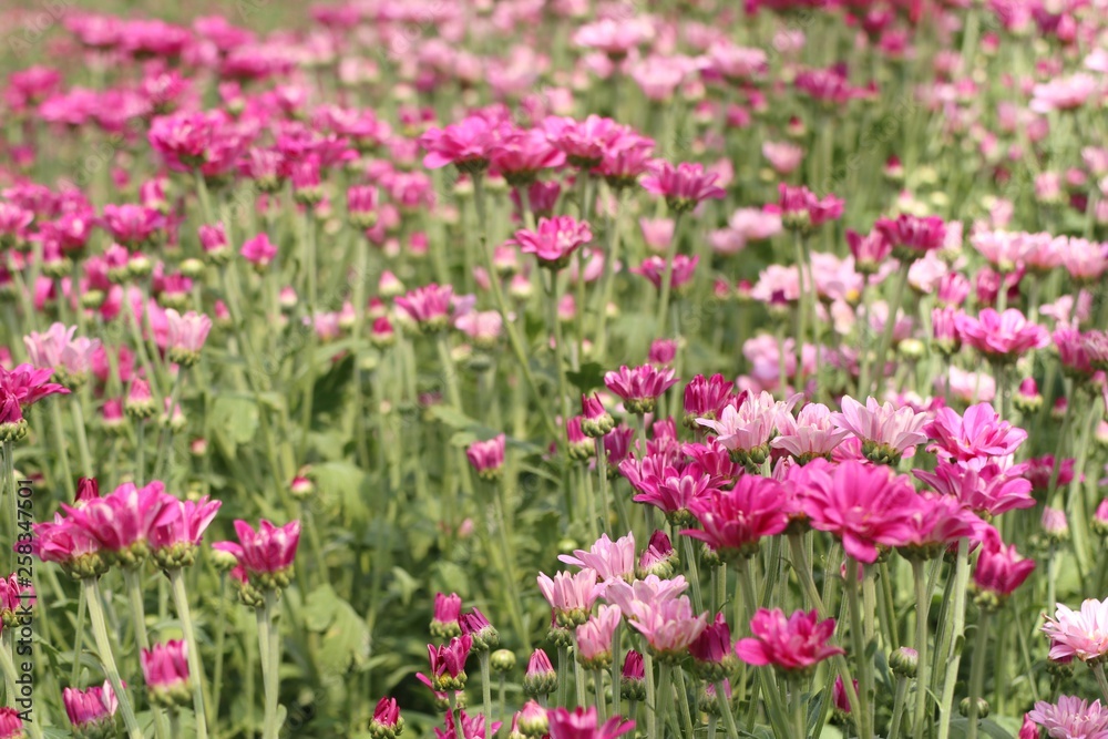 Chrysanthemum flower in tropical