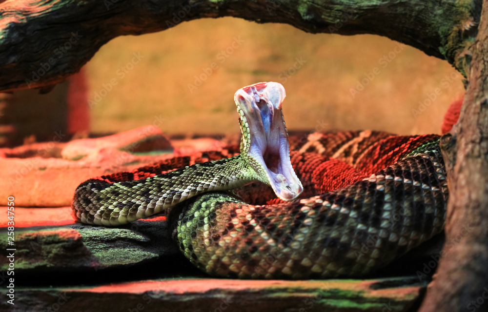 An adult eastern diamondback rattlesnake (Crotalus adamanteus) in midstrike, revealing its