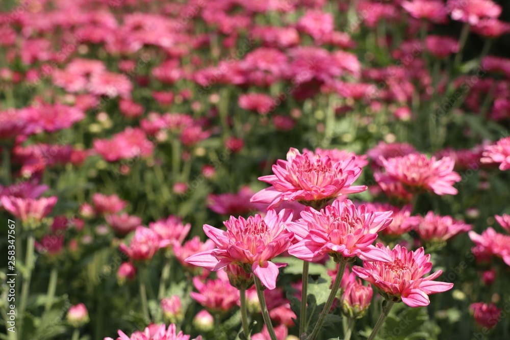 Fototapeta premium Chrysanthemum flower in tropical