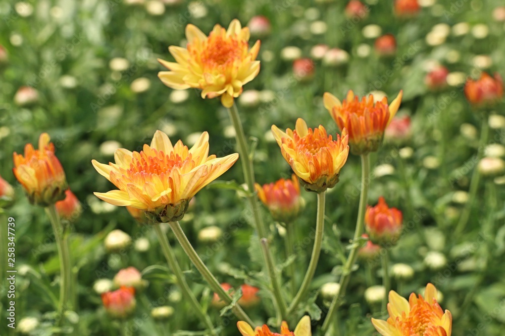 Chrysanthemum flower in tropical