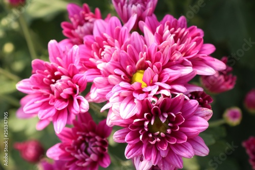 Chrysanthemum flower in tropical