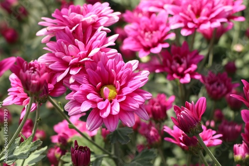 Chrysanthemum flower in tropical