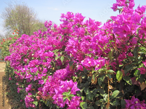 flowers in the garden