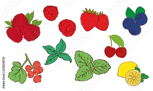 Set branches berries and leaves
