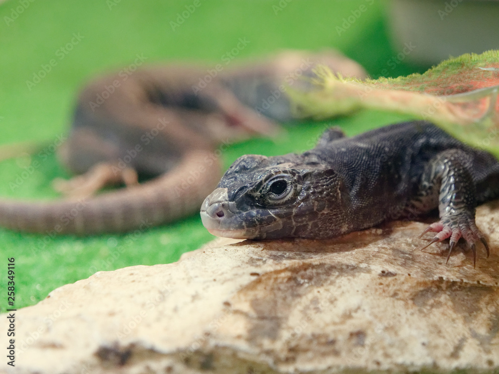 Fototapeta premium beautiful lizard scaly with a tail green.