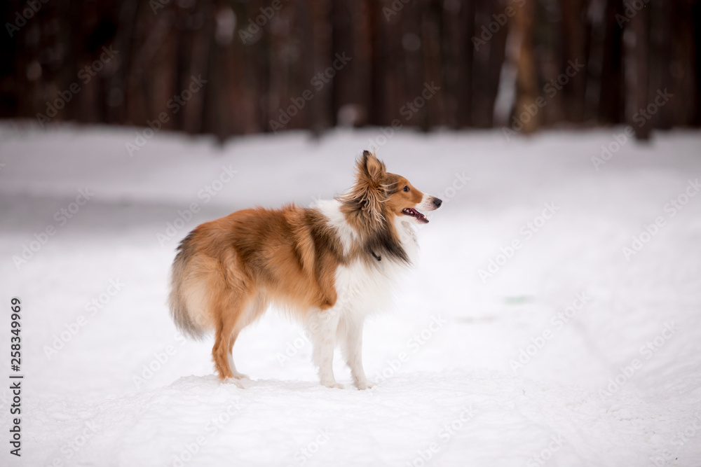 dog, white, sheltie, background, winter, portrait, cute, beautiful, park, nature, forest, toy, breed, red, happy, fun, outdoor, animal, cold, snow, black, funny, pet, coat, sheepdog dog, white, sheltie, background, winter, portrait, cute, beautiful, park, nature, forest, toy, breed, red, happy, fun, outdoor, animal, cold, snow, black, funny, pet, coat, sheepdog