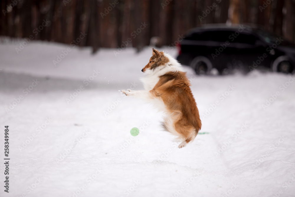 dog, white, sheltie, background, winter, portrait, cute, beautiful, park, nature, forest, toy, breed, red, happy, fun, outdoor, animal, cold, snow, black, funny, pet, coat, sheepdog
