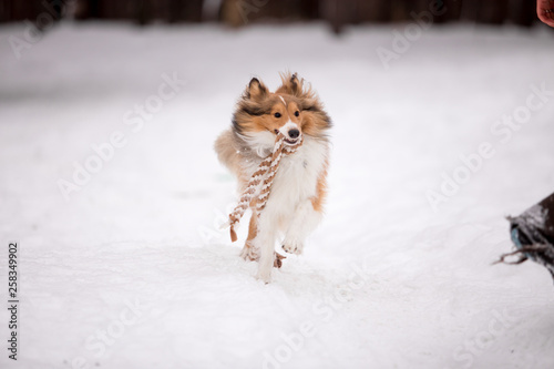 dog, white, sheltie, background, winter, portrait, cute, beautiful, park, nature, forest, toy, breed, red, happy, fun, outdoor, animal, cold, snow, black, funny, pet, coat, sheepdog © Мария Старосельцева