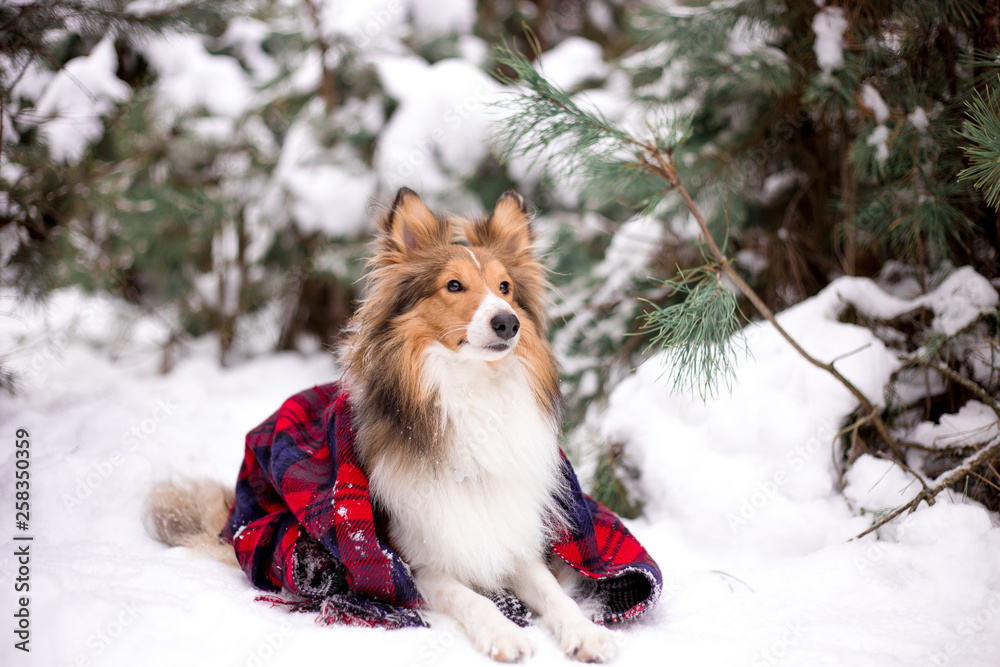 dog, white, sheltie, background, winter, portrait, cute, beautiful, park, nature, forest, toy, breed, red, happy, fun, outdoor, animal, cold, snow, black, funny, pet, coat, sheepdog
