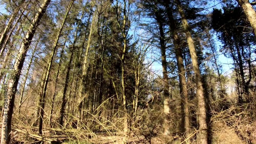 Forest Walkthrough. Beautiful Cinematic scenery Forest Walkthrough. Beautiful Cinematic scenery