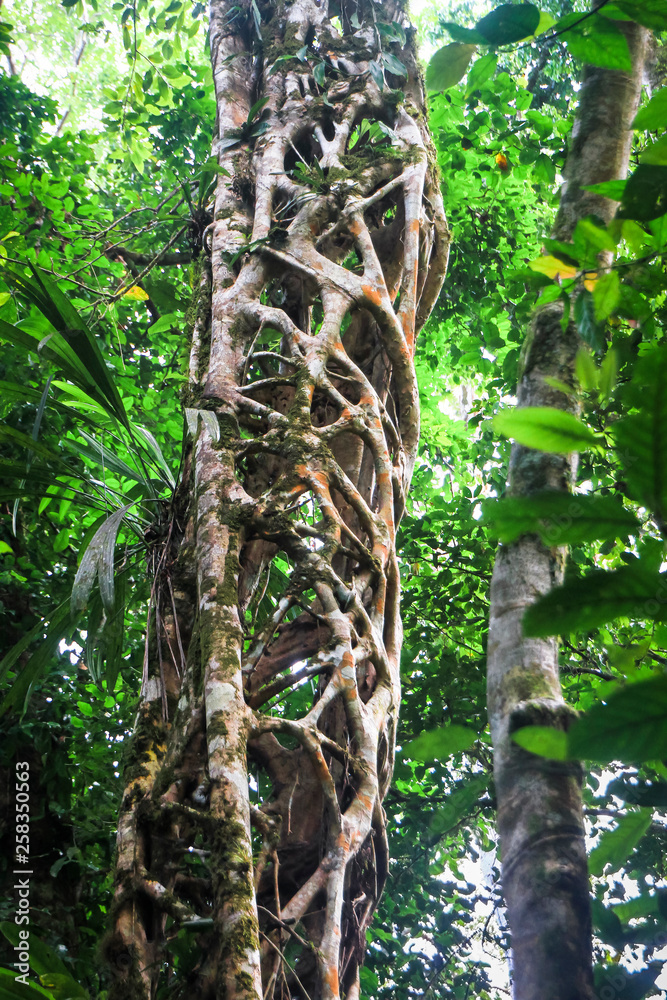 Strangler Fig Tree