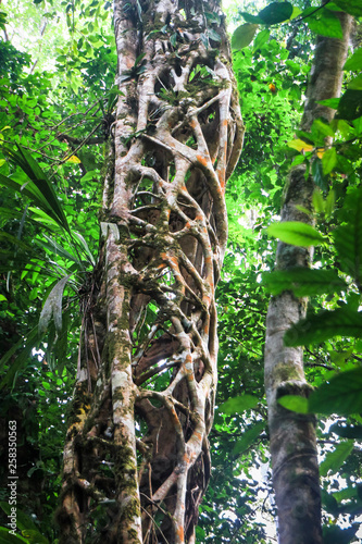A strangler fig tree has grown around and killed a large tree which has since decomposed, leaving the cage-like structure of the vine. Costa Rica. photo
