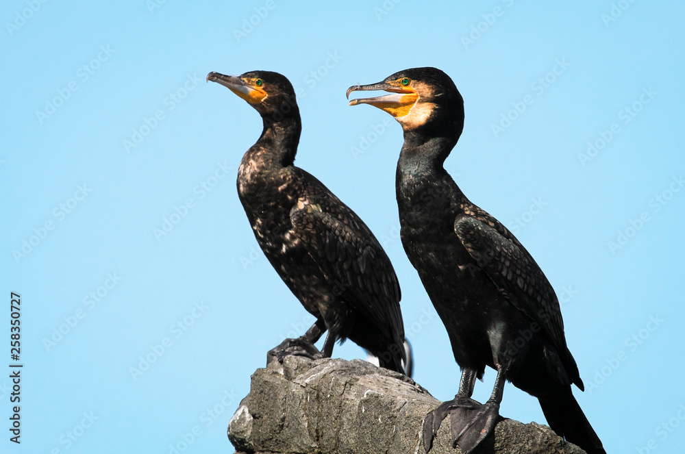 Obraz premium A pair of great cormorants (Phalacrocorax carbo) on a rock. Bruny Island, Tasmania.