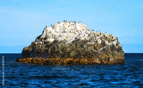 A small rocky island is home to a variety of seabirds, primarily black-faced cormorants (Phalacrocorax fuscescens). Bruny Island, Tasmania. photo