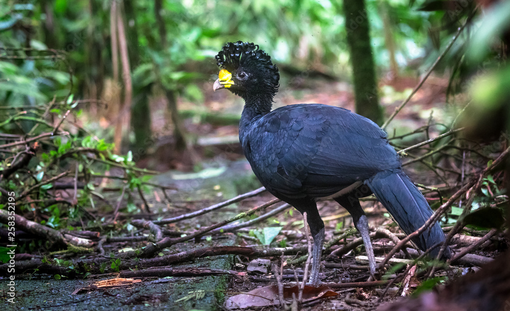 Fototapeta premium Great currasow (Crax rubra) male, near Puerto Viejo de Sarapiqui, Costa Rica.