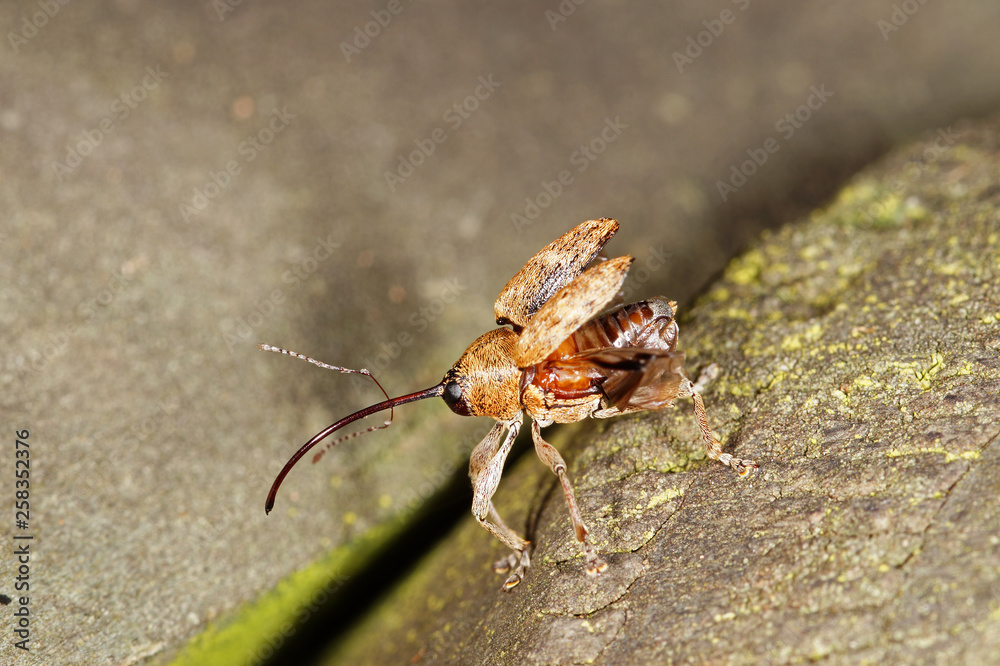 Curculio glandium Gewöhnlicher Eichelbohrer DE, RLP, Mosel, Kröv 31.08.2014 Curculio glandium Gewöhnlicher Eichelbohrer DE, RLP, Mosel, Kröv 31.08.2014