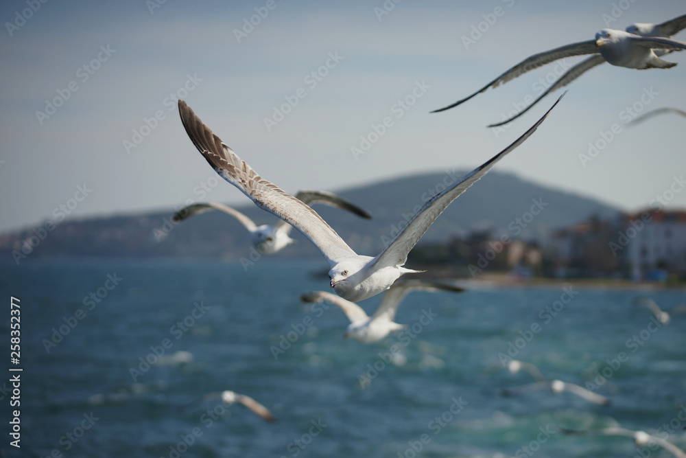 Gulls in the blue sky.